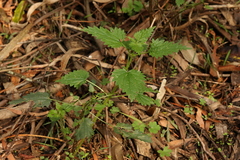 Urtica incisa