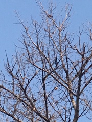 Turdus migratorius