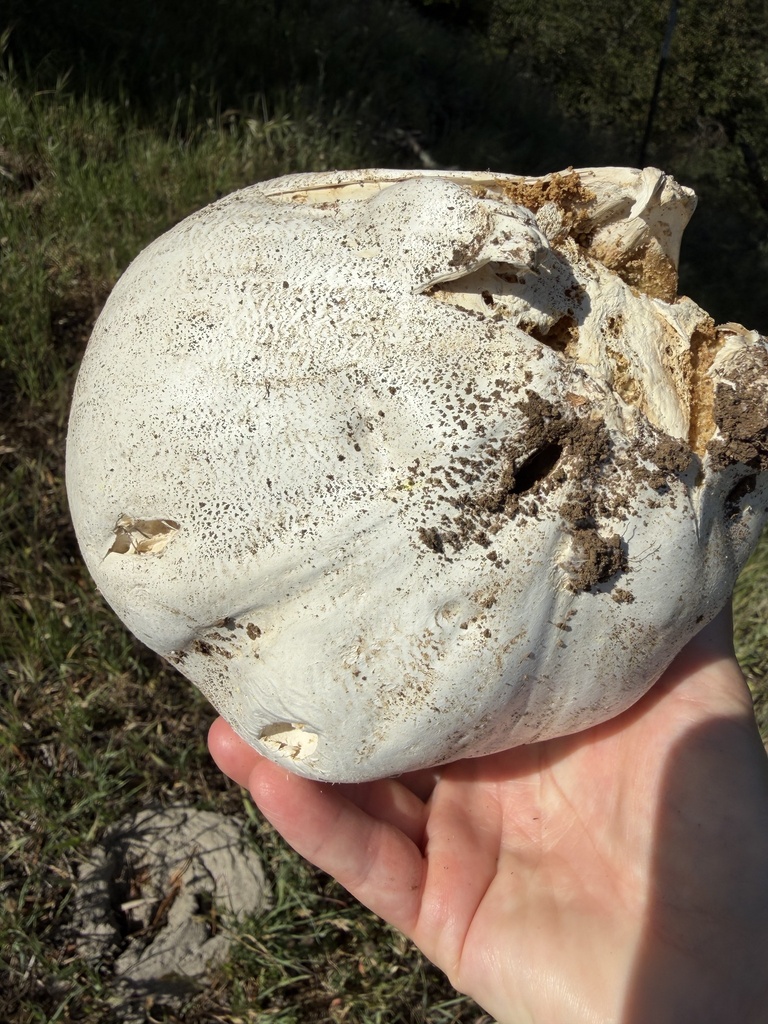 Calvatia pachyderma