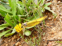 Colias harfordii