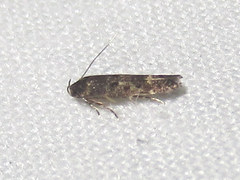 Chrysopeleiinae