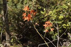 Prosthechea vitellina
