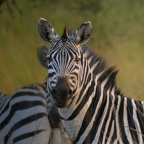 Grant’s Zebra