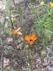 Dimorphotheca sinuata