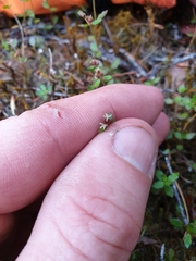 Gonocarpus aggregatus