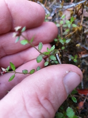 Gonocarpus aggregatus