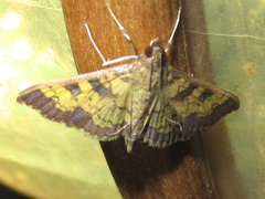 Diacme elealis