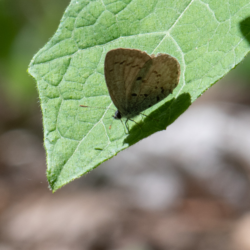 Spring Azure photo 3