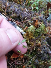 Gonocarpus aggregatus