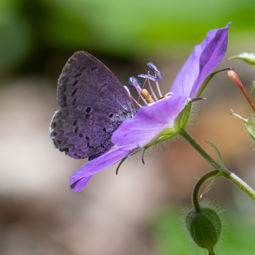 Dusky Azure photo 5