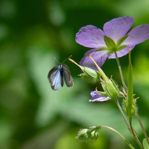 Dusky Azure photo 4