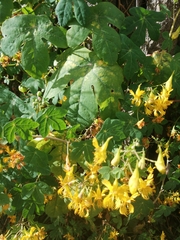 Tropaeolum seemannii