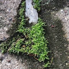 Sagina japonica