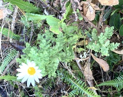 Arctotis aspera aspera