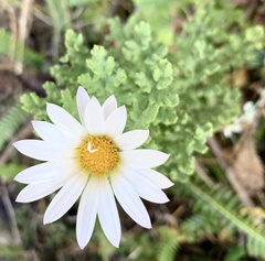 Arctotis aspera aspera