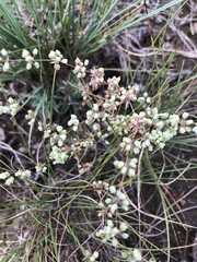 Psammotropha myriantha