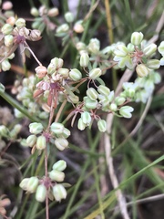 Psammotropha myriantha