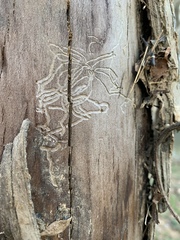 Scolytus