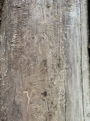 Scolytus