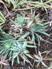 Psammotropha myriantha