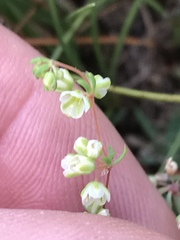 Psammotropha myriantha