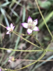 Alepidea natalensis