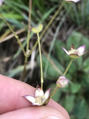 Alepidea natalensis