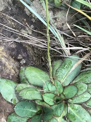 Alepidea natalensis