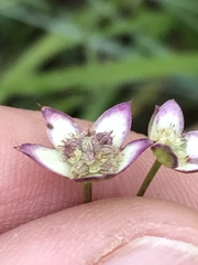 Alepidea natalensis