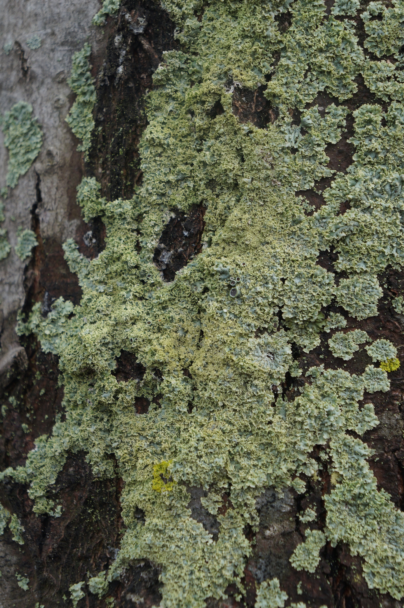 Physcia millegrana image