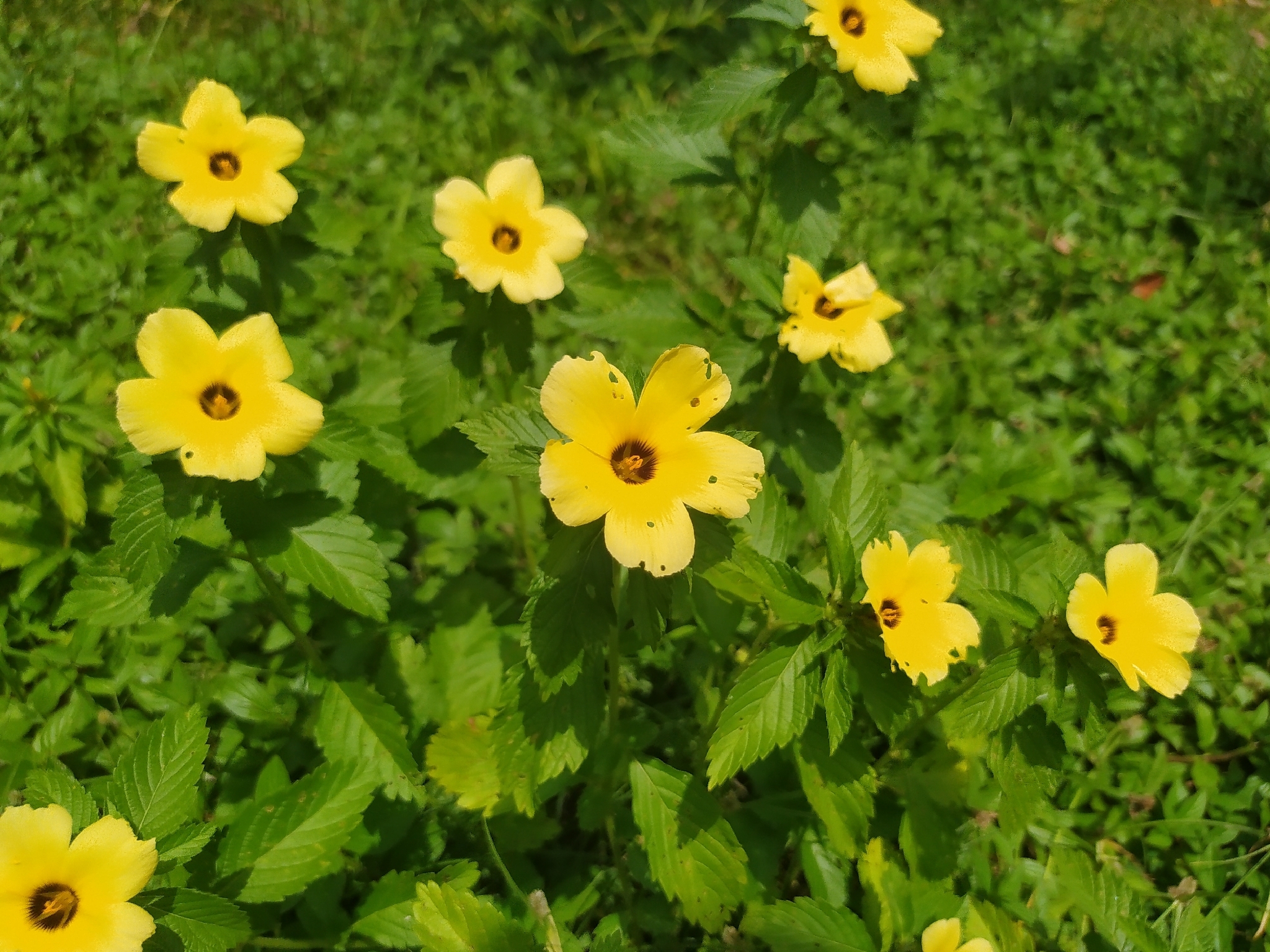 Turnera subulata