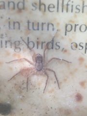 Selenops submaculosus