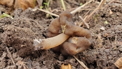 Gyromitra anthracobia
