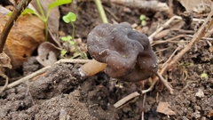 Gyromitra anthracobia