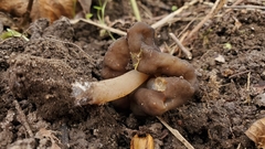 Gyromitra anthracobia