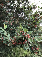 Cotoneaster glaucophyllus