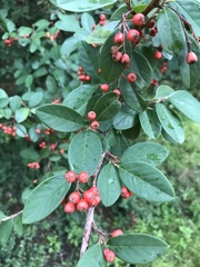Cotoneaster glaucophyllus