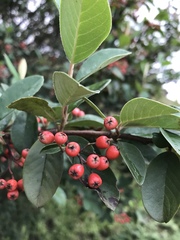 Cotoneaster glaucophyllus