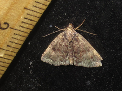 Metalectra miserulata