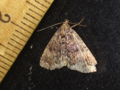 Metalectra miserulata