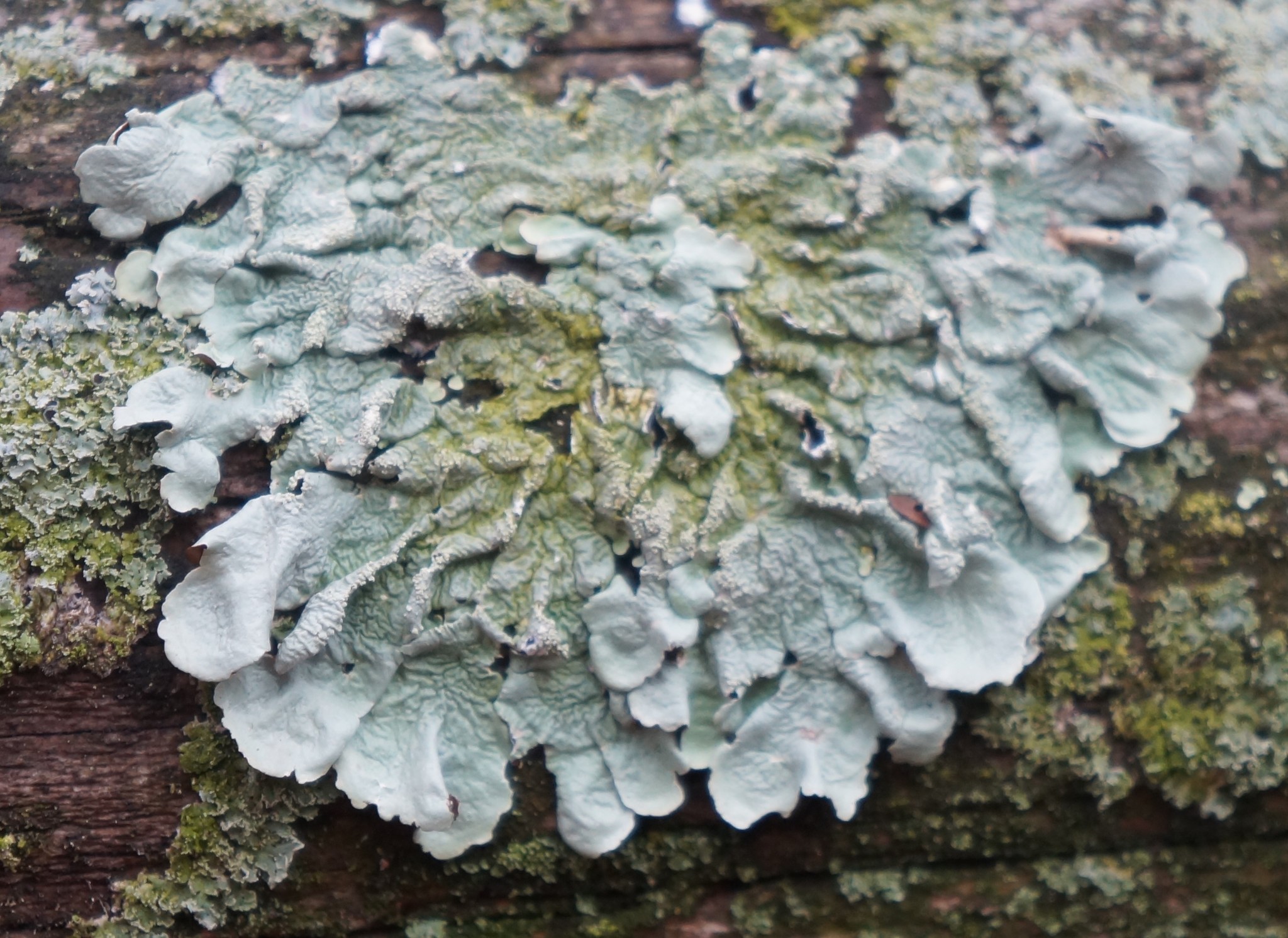 Flavoparmelia image