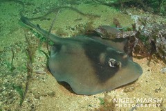 Trygonoptera personata