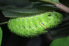 Limacodidae