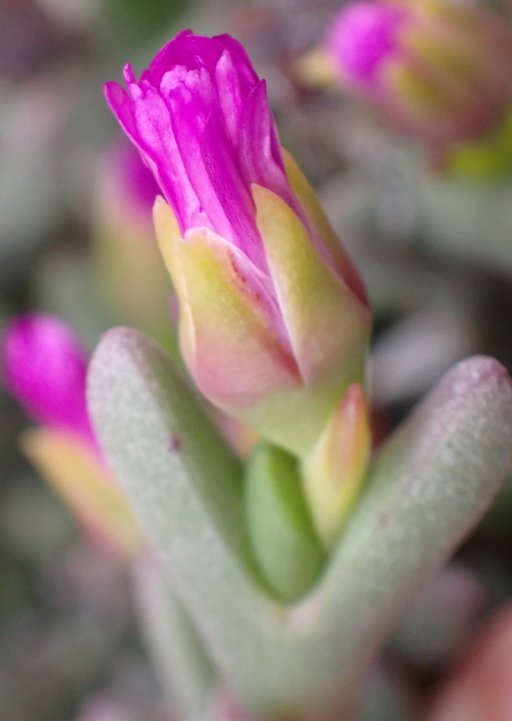 Ruschia archeri