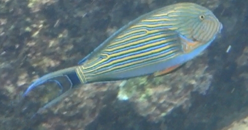 Acanthurus lineatus