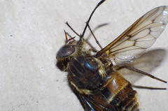 Pangoniinae