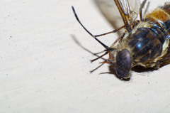 Pangoniinae