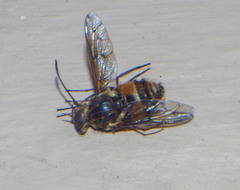 Pangoniinae