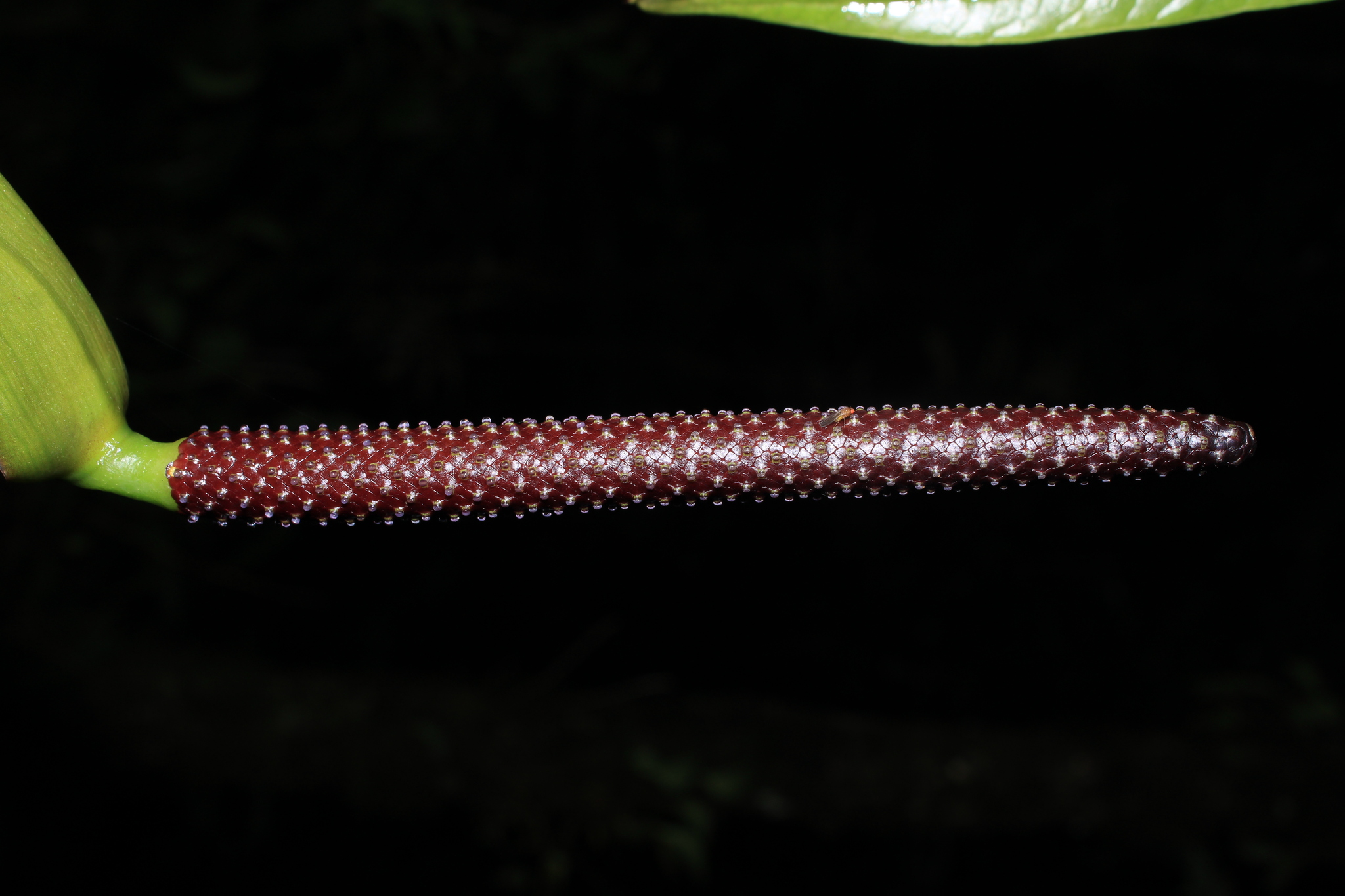 Anthurium nigrescens Engl. 2