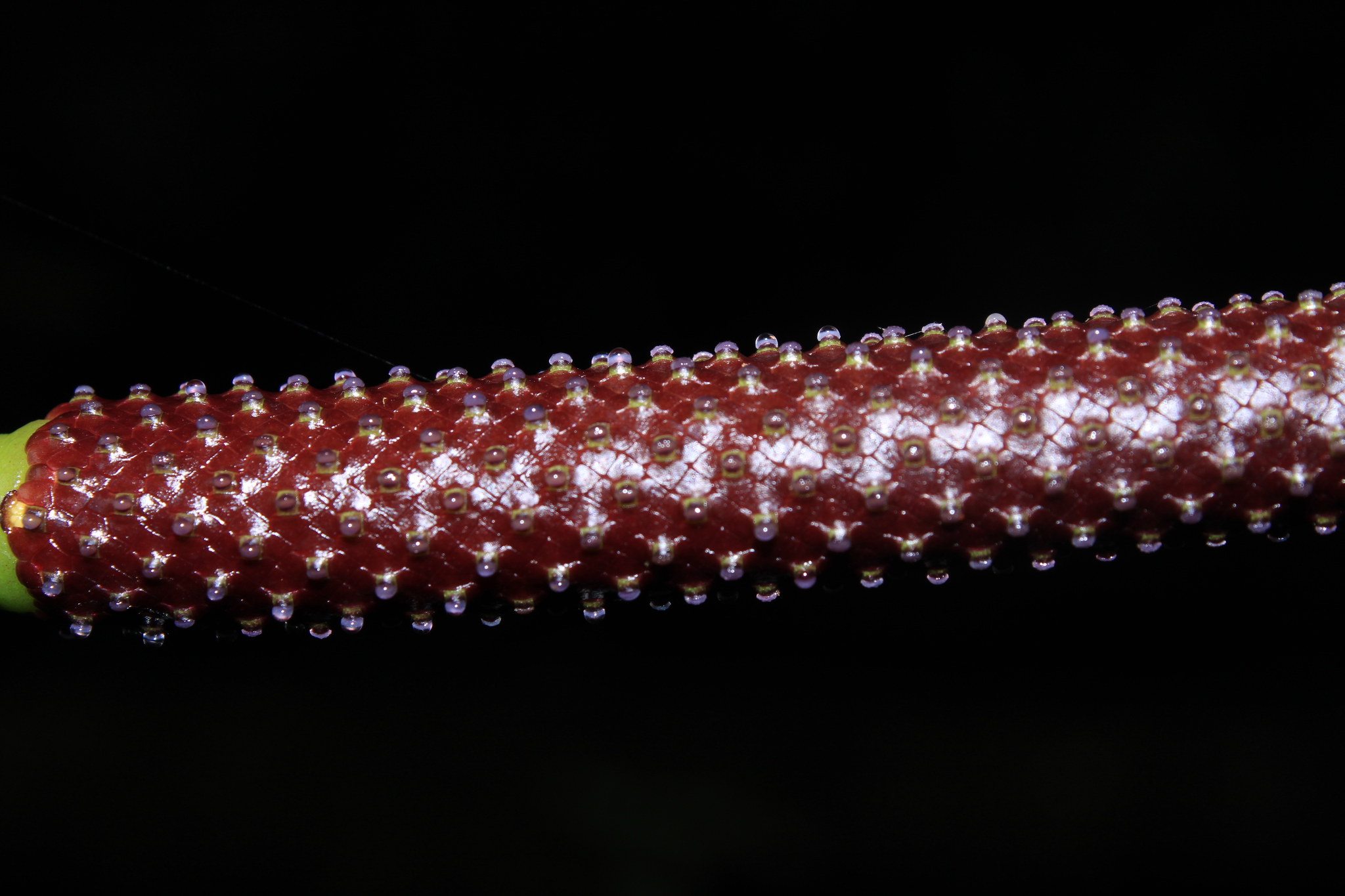 Anthurium nigrescens Engl.
